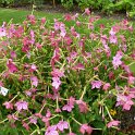 Nicotiana x sanderae 'Perfume rose vif'